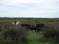 Tag 6 - 6 - Manade bei der Familie Arnaud (8)