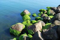 Tallinn Olympia-Hafen