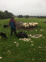 Vorführung der Hütehunde