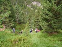 Weg durch Zirbenwald