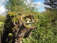 Postbridge - offenbar eine 