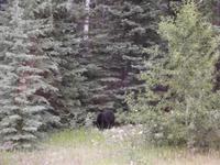 Schwarzbär am Straßenrand