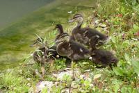 Kahnfahrt im Marais de Poitevin (1)