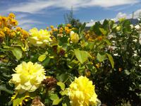  Blumen