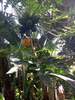 Im botanischen Garten