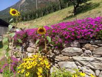 Blumen unterwegs
