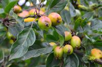 017 Glasgow, Schottische Apfel