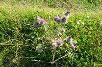 120 Schottische Diestel