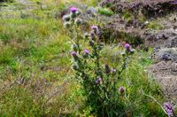 137 Schottische Diestel