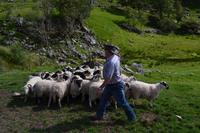 Kissane Sheep Farm