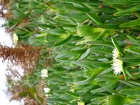 Hotentotenblumen