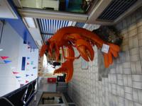 Freizeit - Fischhalle