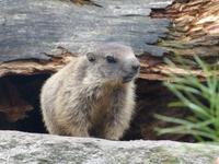 Im Murmeltierpark
