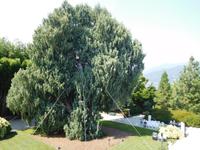 Borromäische_Inseln _Isola_Madre (3)