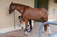 Reitschule Cadre Noir