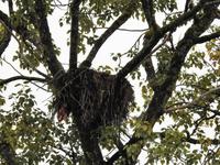 Weißkopfseeadler Nest