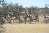 Wir sehen die ersten Giraffen unserer Reise!