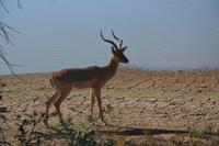 Impala bei der Pirschfahrt in Mount Etjo