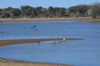 Tiere am Wasserloch bei Mt. Etjo