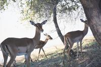 Impalas