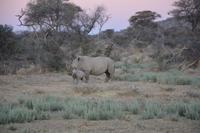 Nashorn