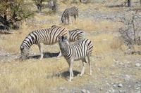 Zebras im Etosha Nationalpark