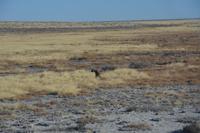 Fleckenhyäne im Etosha