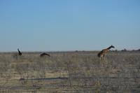 Giraffen im Etosha