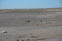 Zwei Oryxantilopen jagen sich