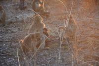 Paviane bei der Pirschfahrt im Bwabwata Nationalpark