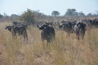 Nah an einer Wasserbüfelherde