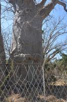 Baobabbaum mit einer eingebauten Toilette in der Grenzstadt Katima Mulilo