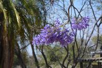 Blühender Baum nahe Kasane