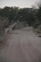 Giraffe am zeitigen Morgen während der Pirschfahrt durch den Chobenationalpark