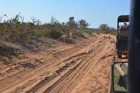 Impalas kreuzen unseren Weg im Chobe Nationalpark