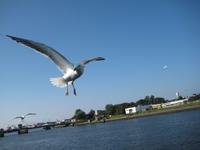 Möwe beim Betteln
