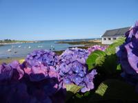 Port de Portsall - Hortensien = die Blume an der bretonischen Atlantikküste
