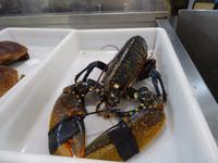 Santiago de Compostela - Altstadtmarkt