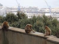 Gibraltar -  und immer wieder die bekanntesten Bewohner 