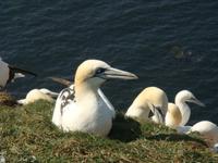 Helgoland Basstölpel