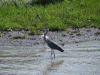 Fischreiher und Stelzenläufer
