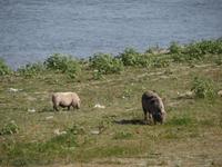 Hausschweine an der Donau