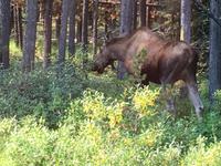 So ein seltenes Tier sehen wir. Ein Moose