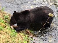 Grizzly mmmh heute Lachshaut