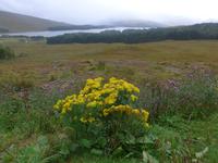 Blick auf Loch Tulla
