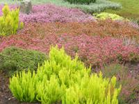 Heidegarten Schneverdingen