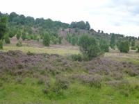 Lüneburger Heide