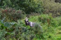 Ureinwohner des Connemara-Nationalparks