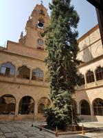 Portugal, Ausflug Salamanca/Spanien, alte Universität, Mammutbaum