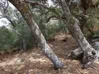 Portugal, Korkeichen